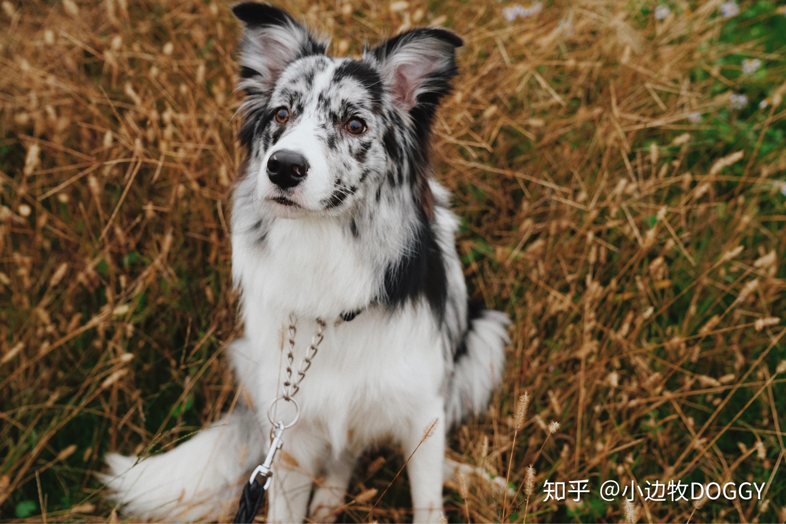 你认为陨石边牧是最帅气的狗吗