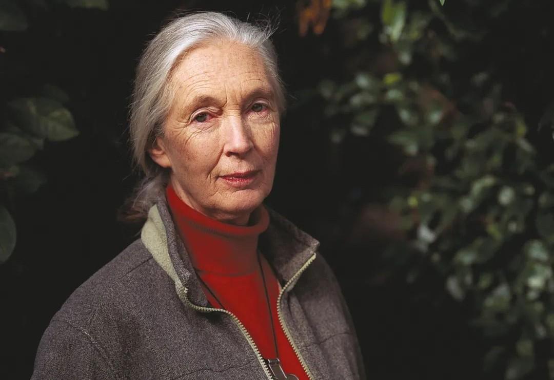 乐高新致敬套装40530珍妮古道尔将于2022年发布