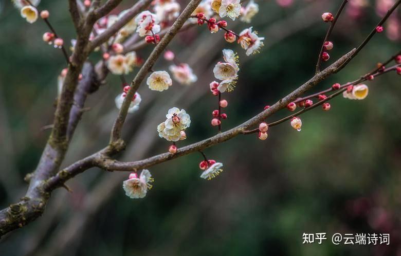十首有关寻梅的诗词,断板桥边孤影瘦,冷村墙外暗香微 - 知乎