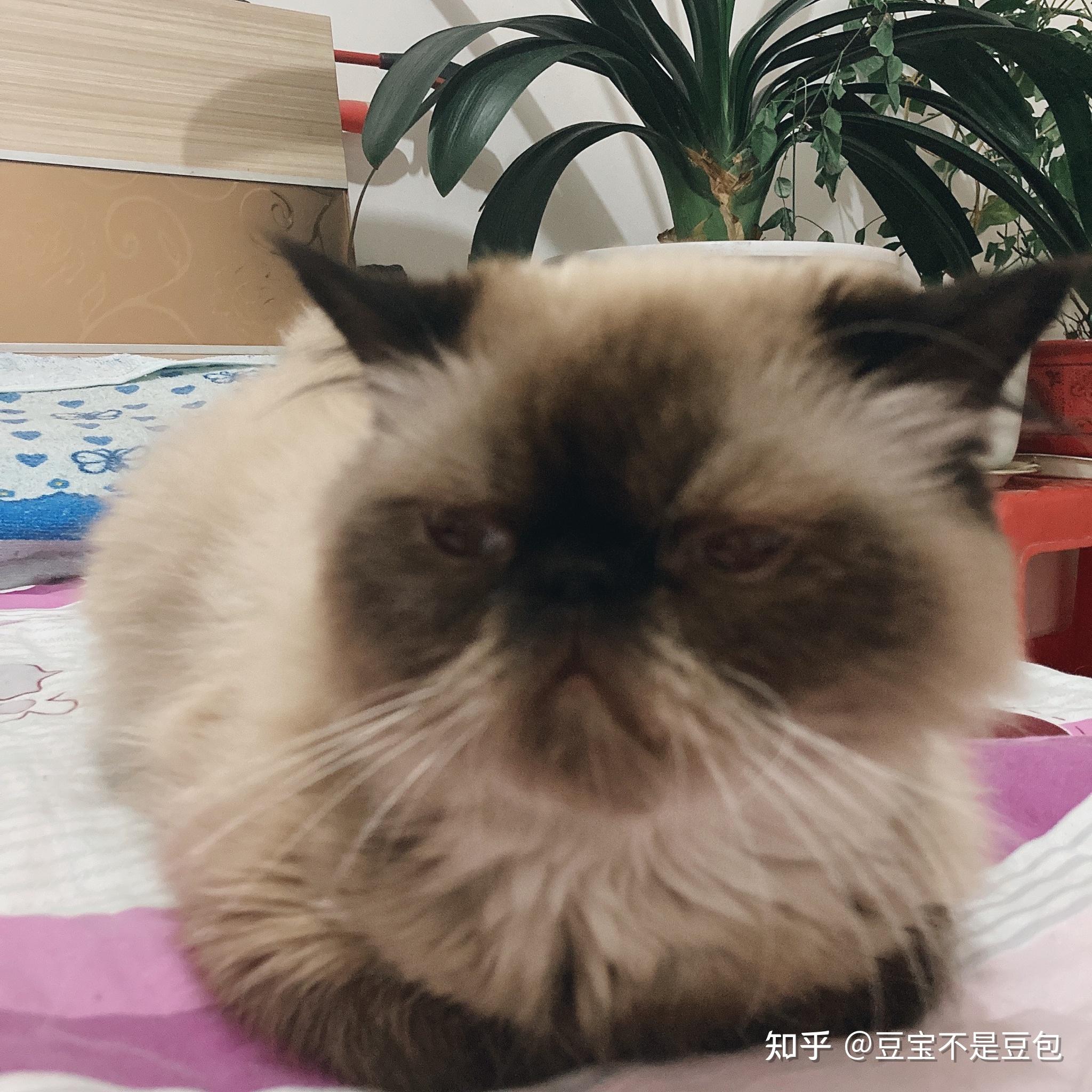 有人见过暹罗和加菲串出来的猫么?