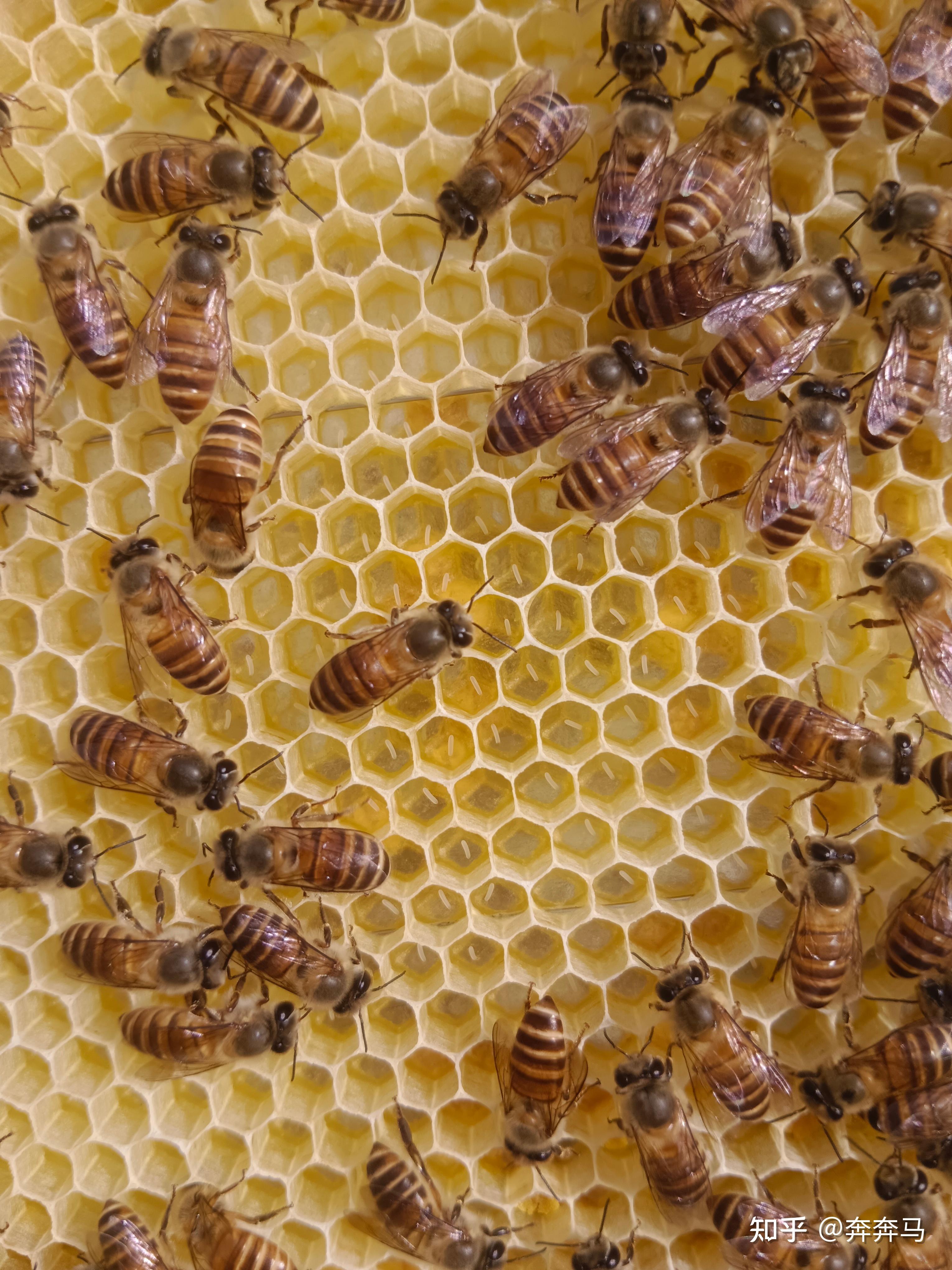 蜜蜂天天吃蜂蜜为什么不得糖尿病?