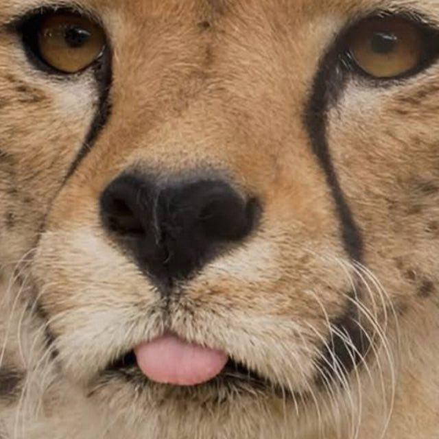 猎豹脸上的黑线到底有什么用？