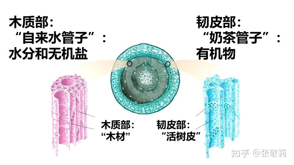 经常说人饿到吃草和树皮 人吃草和树皮真的可以吸收？ - 知乎