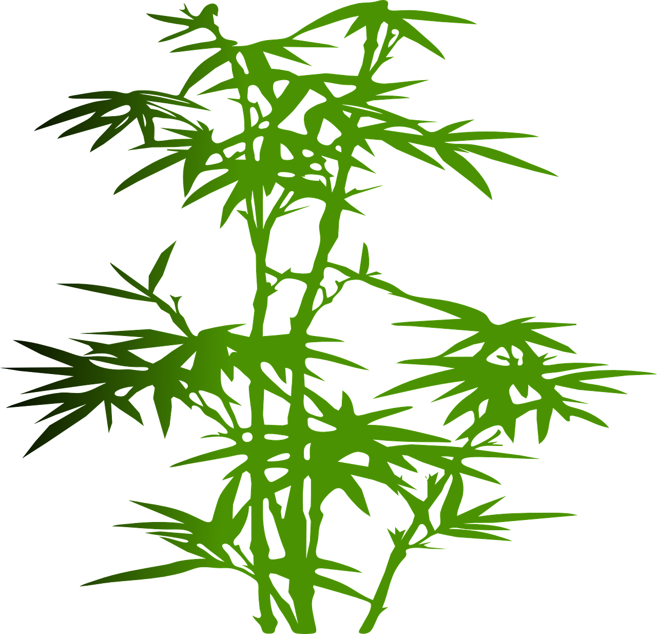 叫什么竹的植物