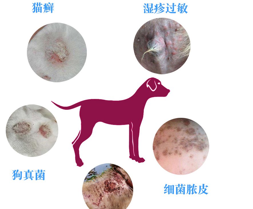 宠物皮肤病常见症 你知道几种 知乎 宠物皮肤病常见症 你知道几种 知乎