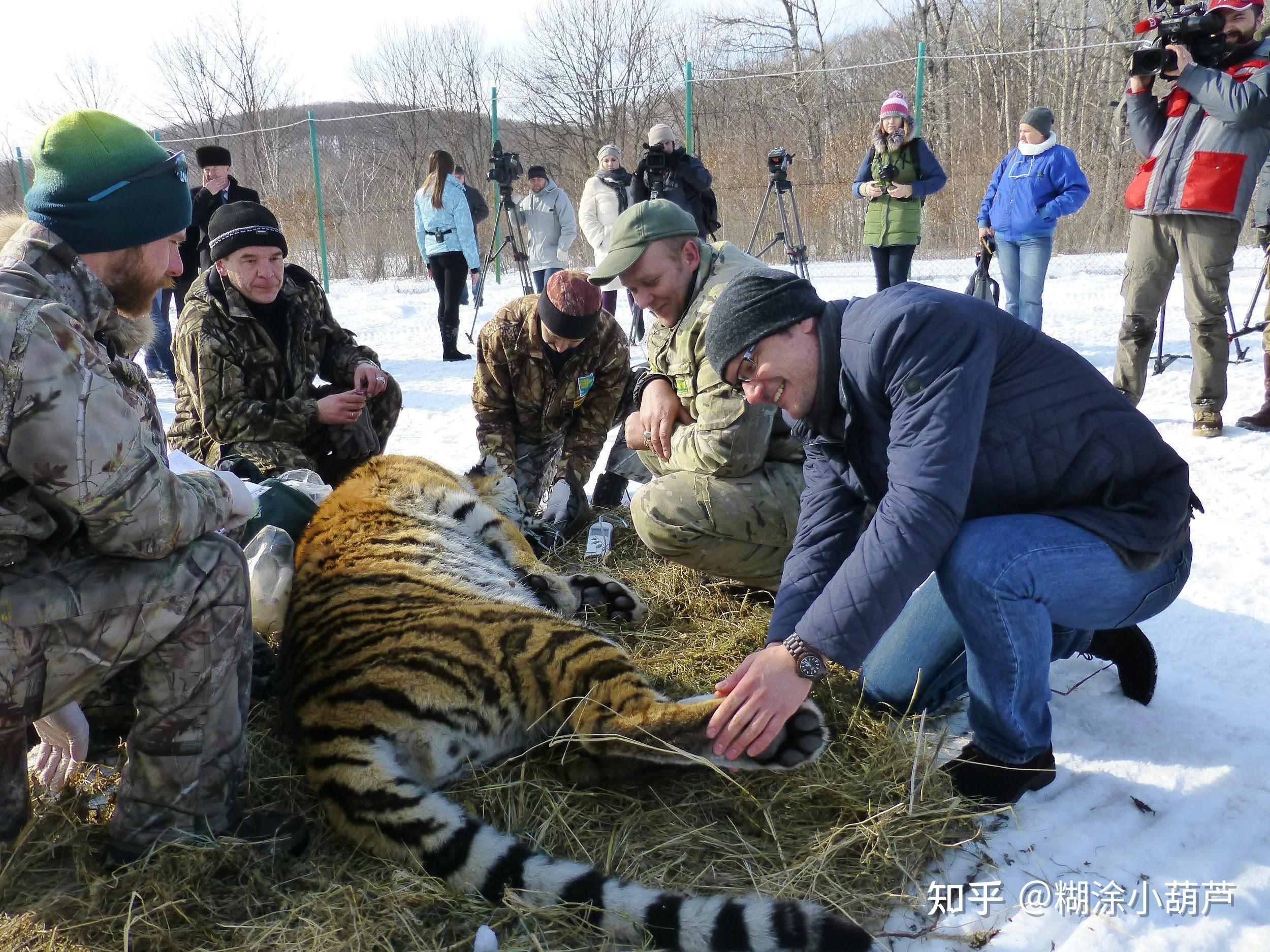 如何看待2021年4月23号的黑龙江野生东北虎进村伤人事件