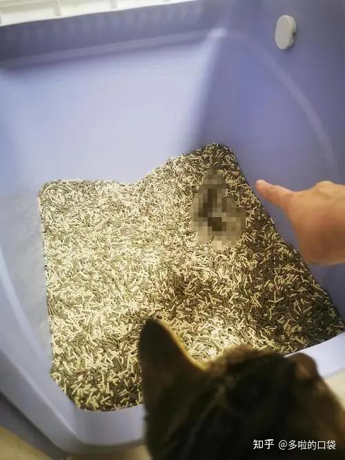多猫家庭最容易忽略的细节是什么？买个智能猫砂盆能让铲屎官放心出门吗？一文教你读懂如何选到合适科学好用的智能猫砂盆！ 知乎 