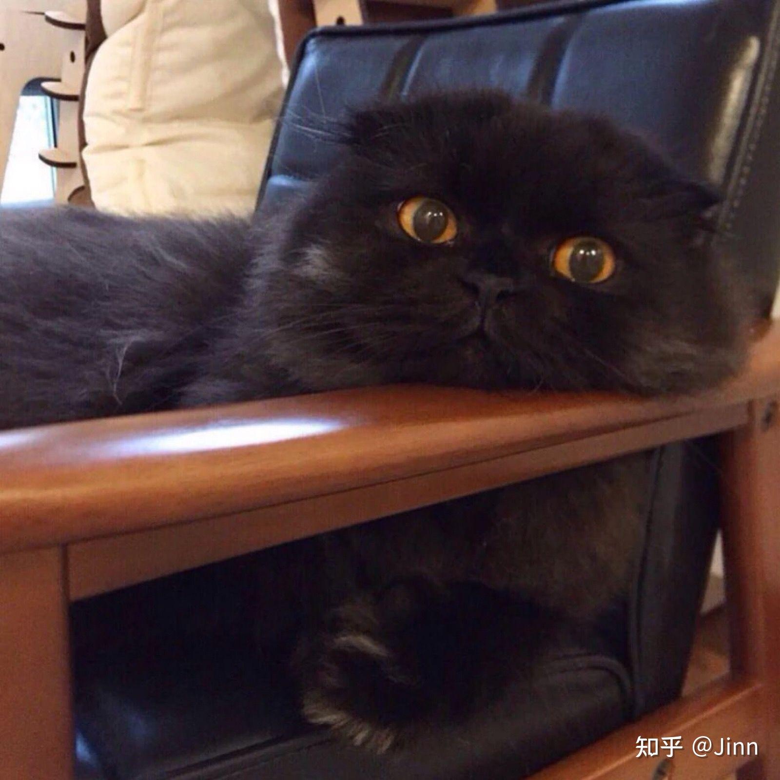 有哪些好看的黑猫头像? - 知乎