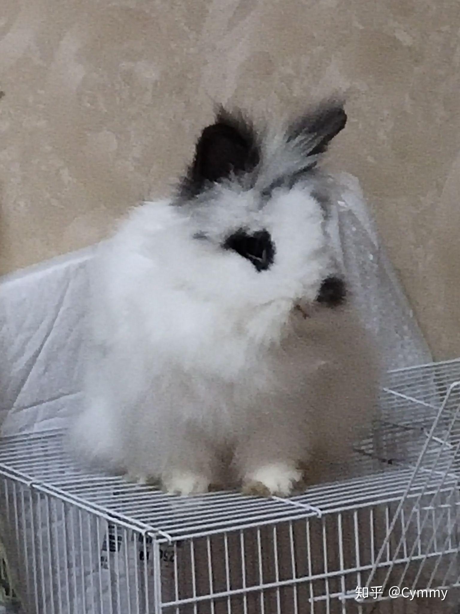 盖脸猫猫兔正常多少钱一只