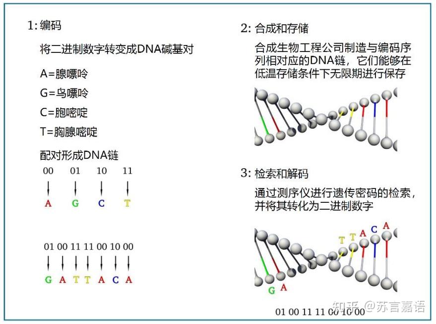 DNA存储技术来袭,你了解多少呢? - 知乎