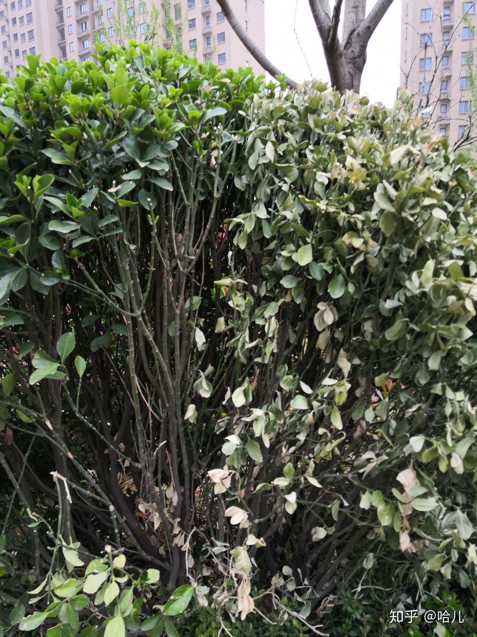 大叶黄杨球一般叶子干枯是咋回事