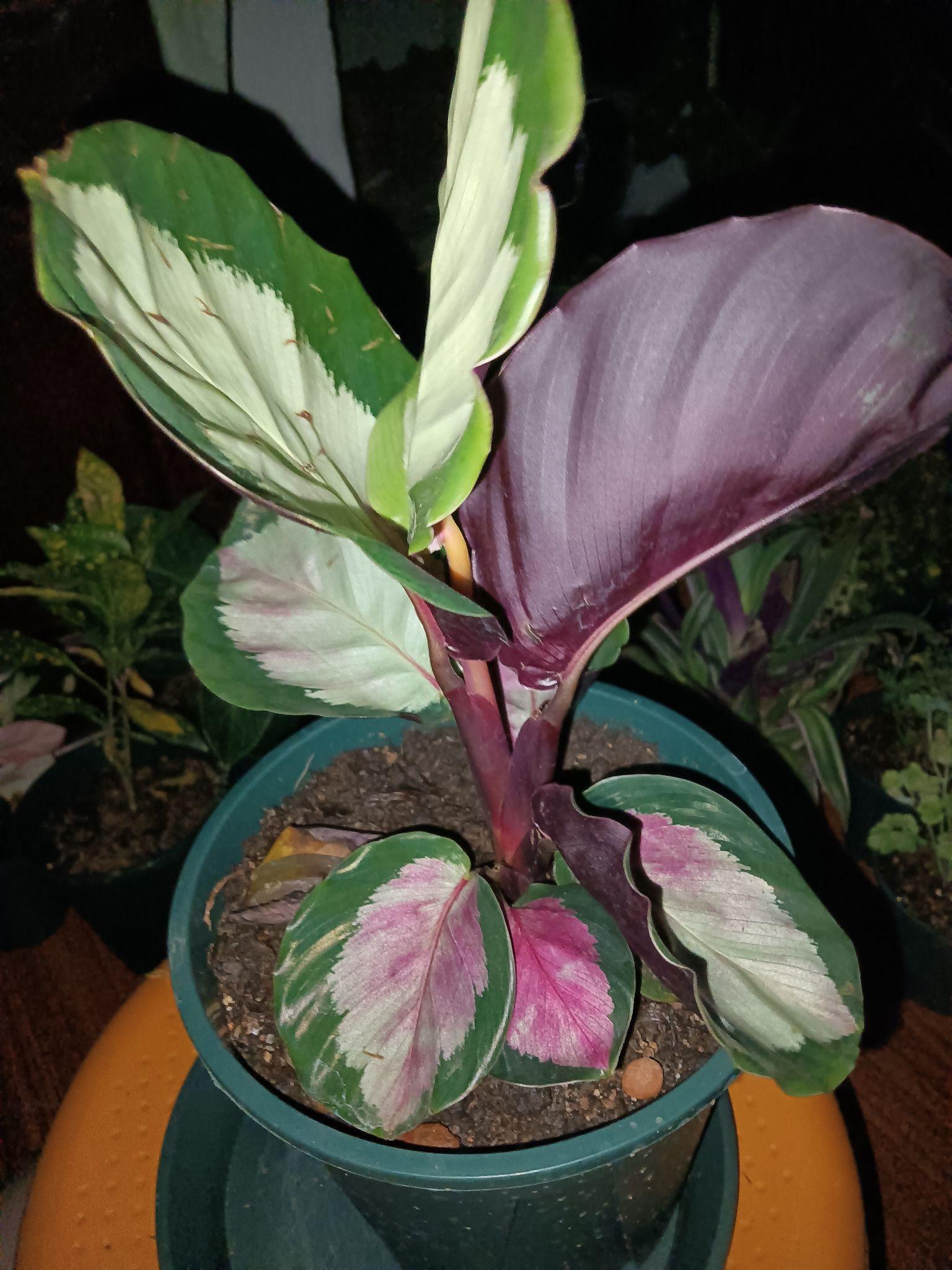 白玫瑰竹芋
