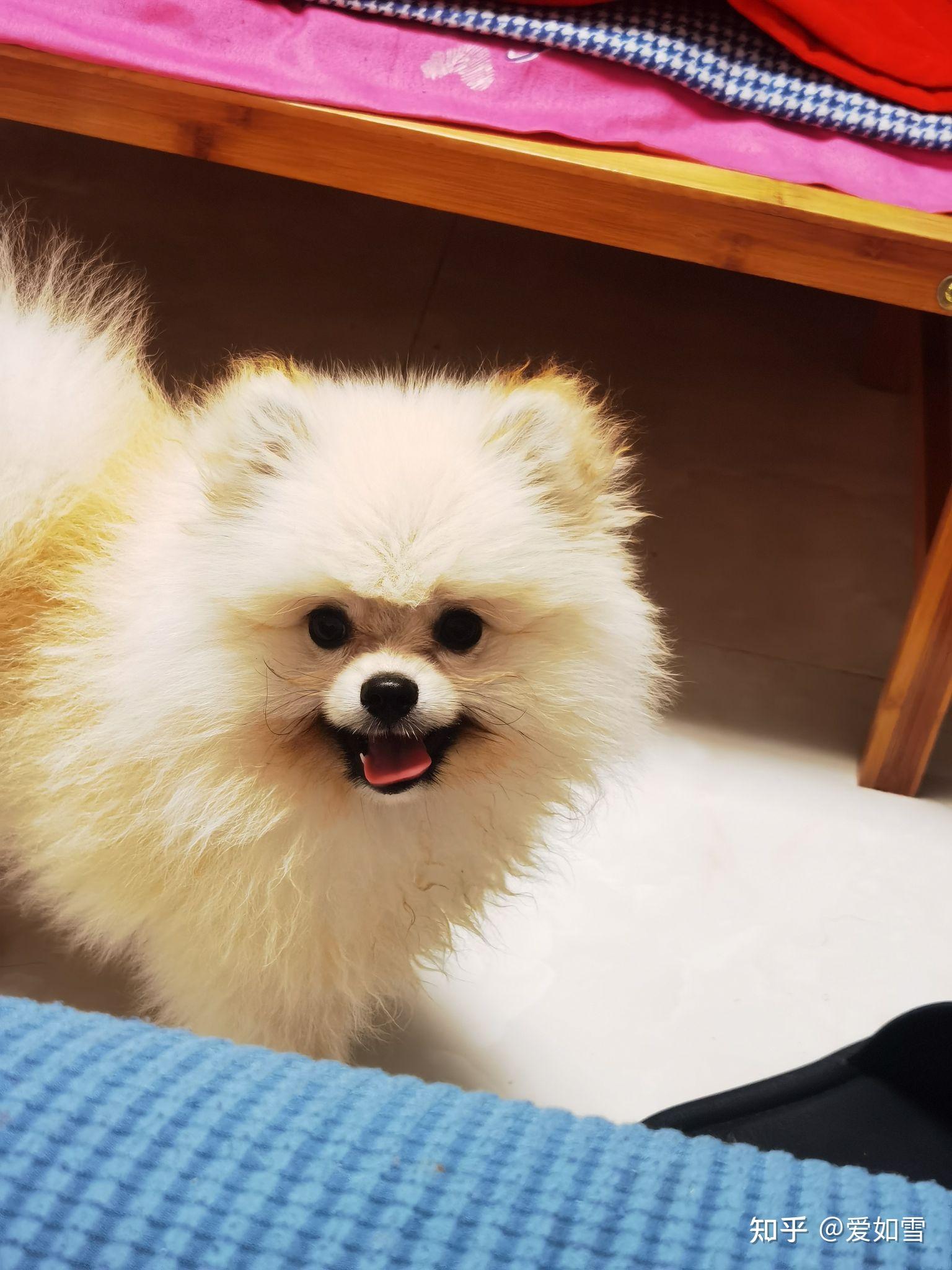 这个博美是不是纯的感觉嘴巴有点尖啊