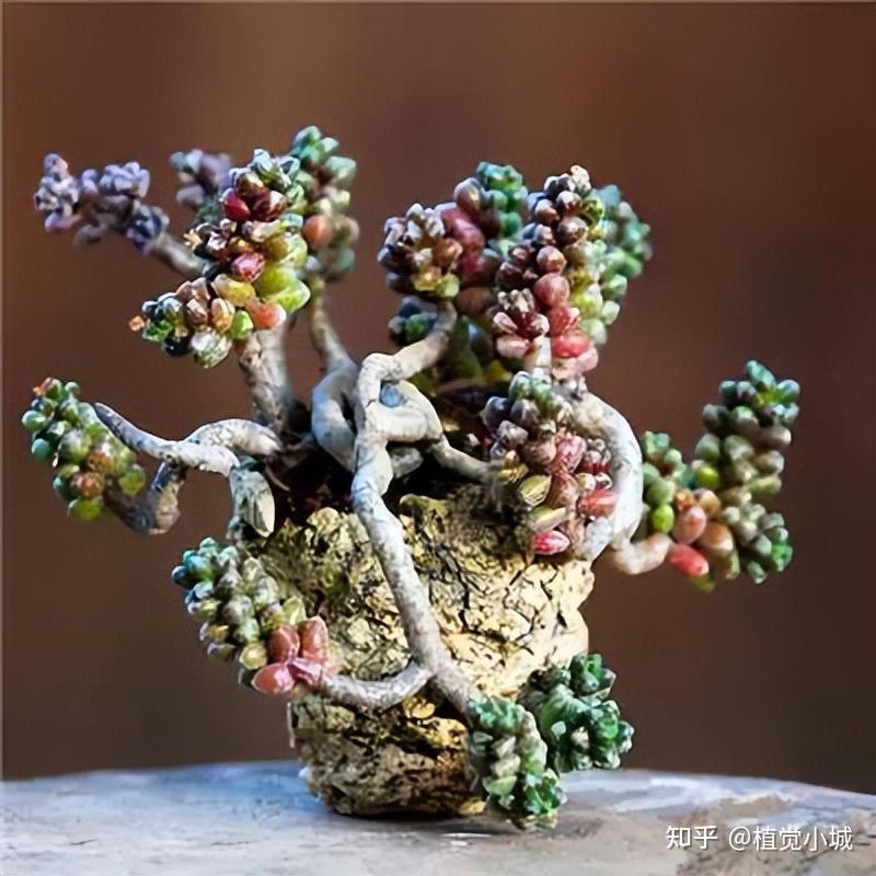 140种•惊为天人的盆器和多肉老桩，简直是人间极品！ - 知乎