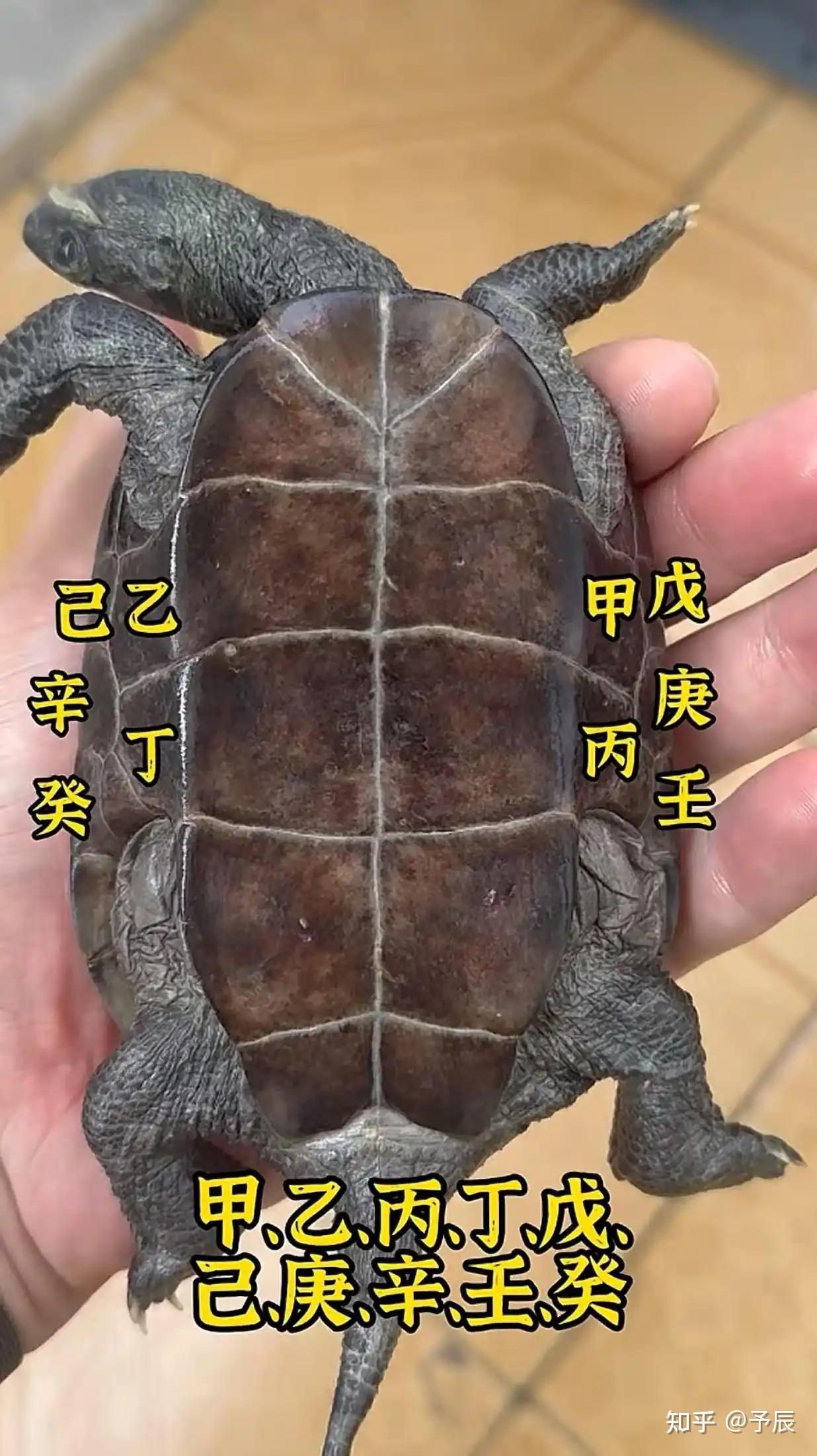 乌龟的代表和寓意，神兽之一 - 知乎
