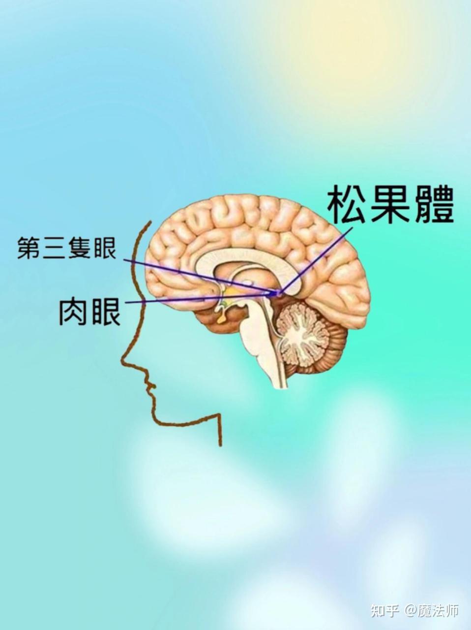 松果体 - 知乎