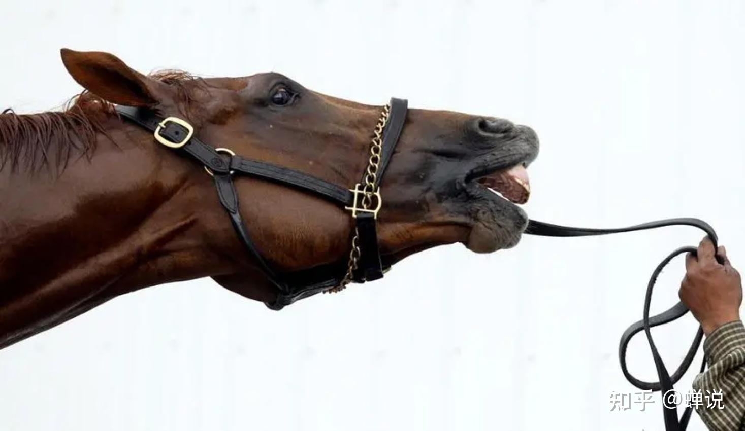 马嘴里含着铁条，会不会感到疼痛？