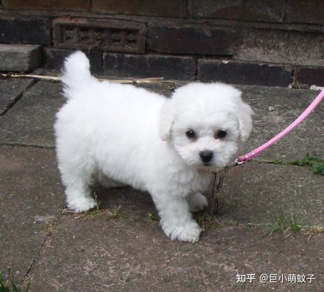 热门白色狗狗盘点：像棉花糖一样超可爱，好想养一只！ - 知乎