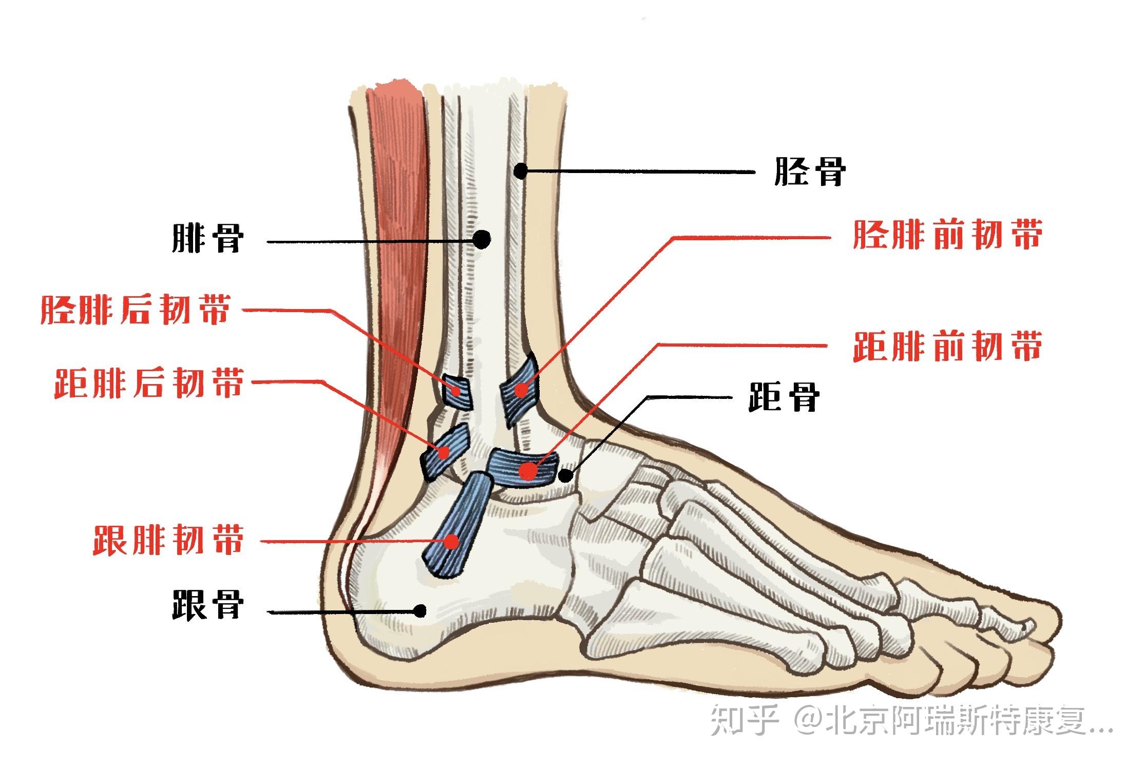 脚踝扭伤一年多现在走路脚踝处很酸疼该怎么办? - 知乎