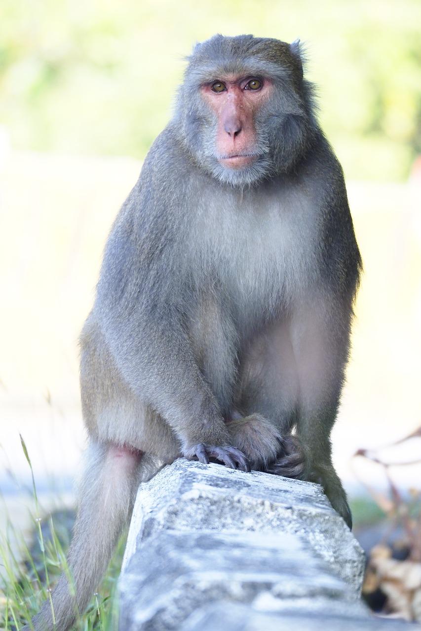 4. 岫岩玉市场行情