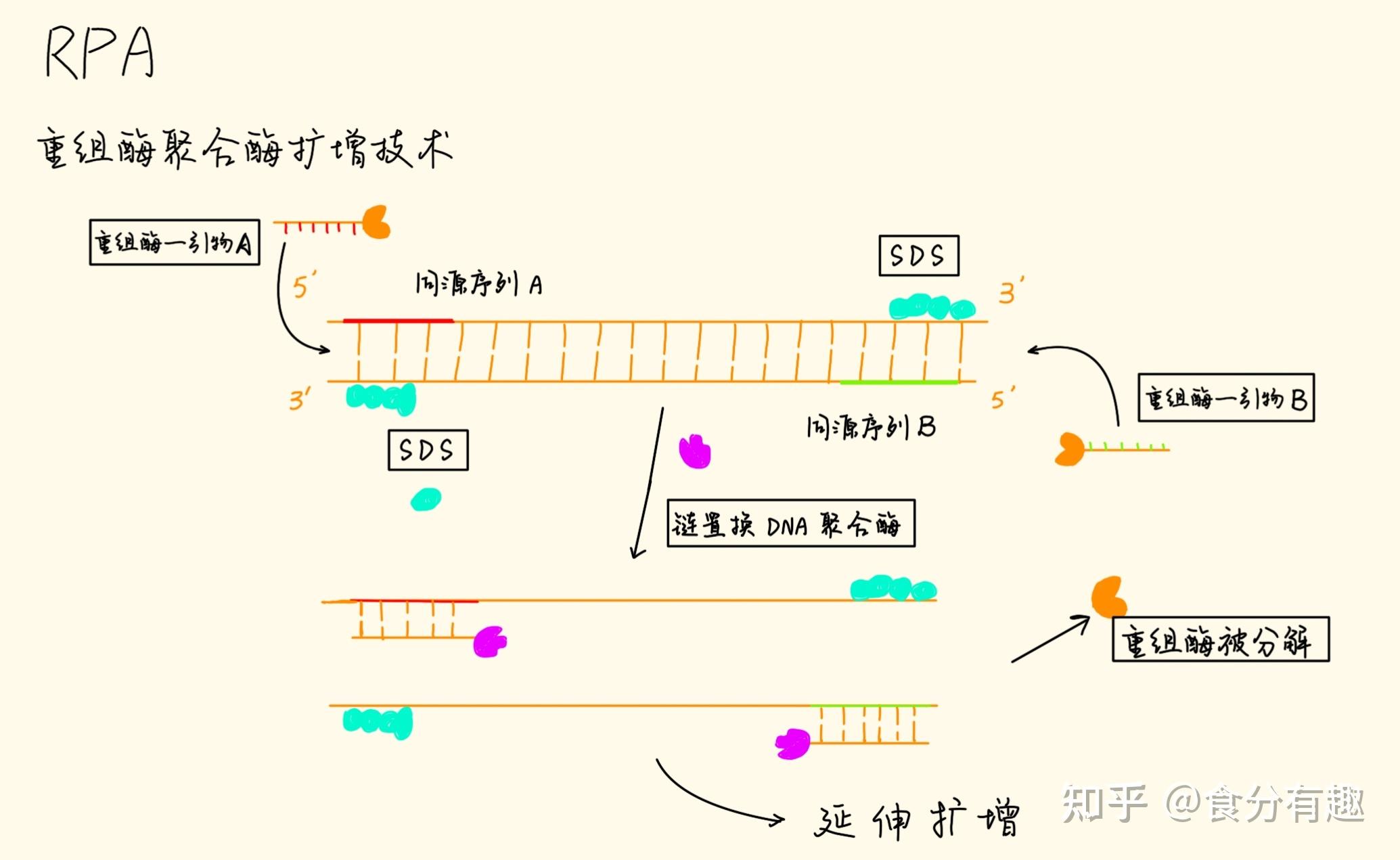 等温扩增技术---一种核酸体外扩增技术 - 知乎
