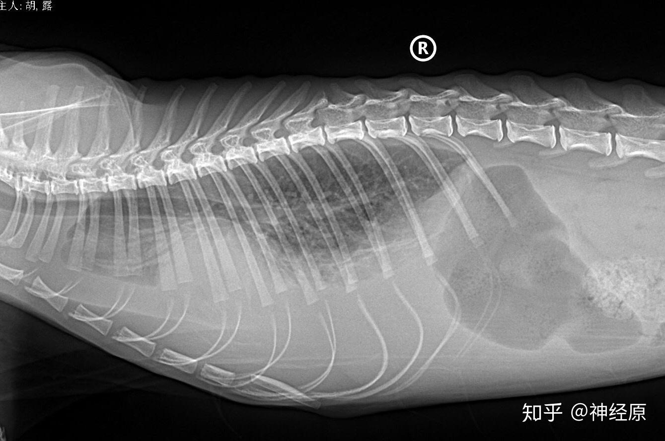 猫腹部积水症状图图片