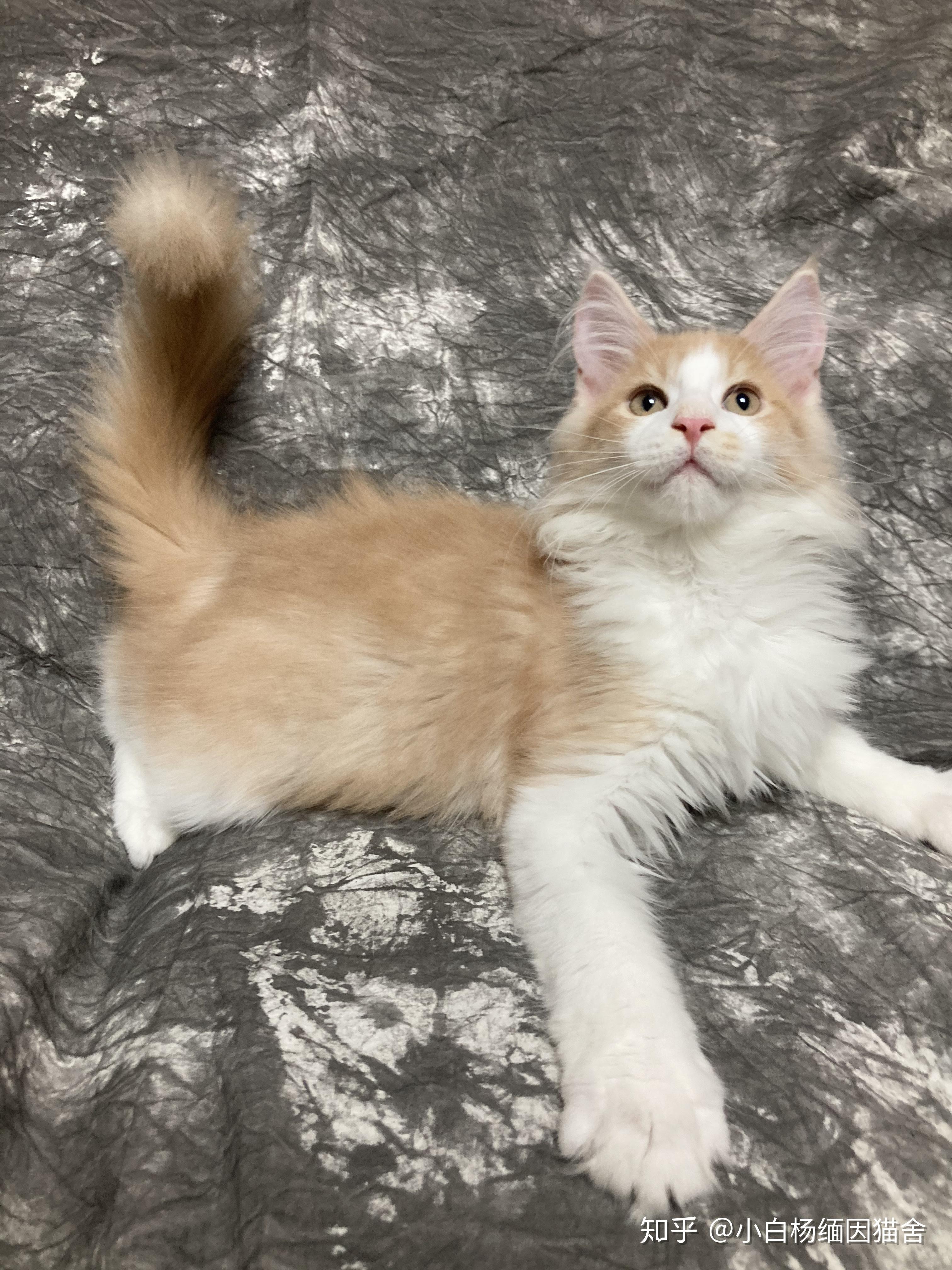 听说凯米尔缅因很少见,可以给我看看你们的凯米尔色缅因猫吗? - 知乎