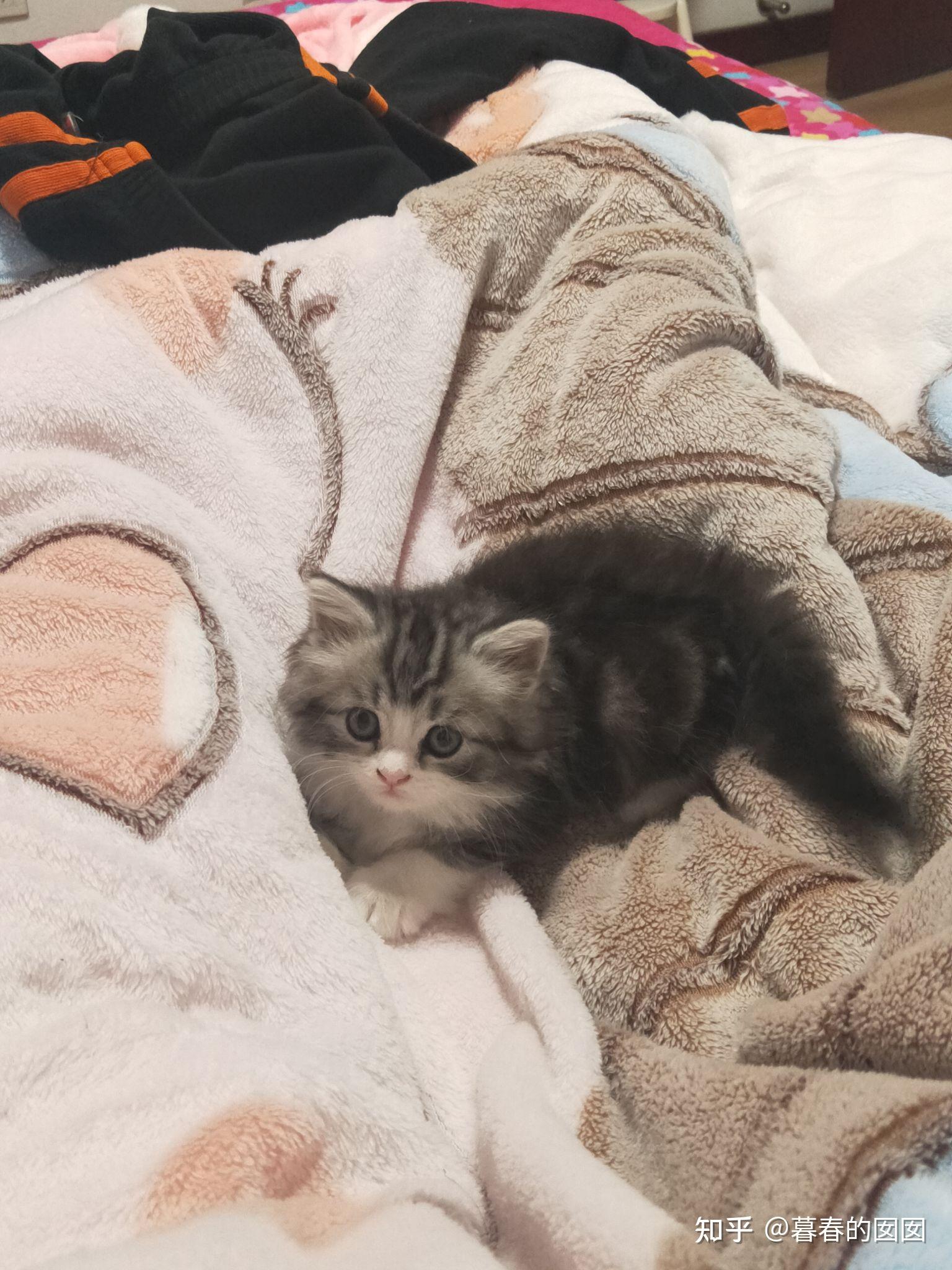 美短返祖长毛猫有人买吗