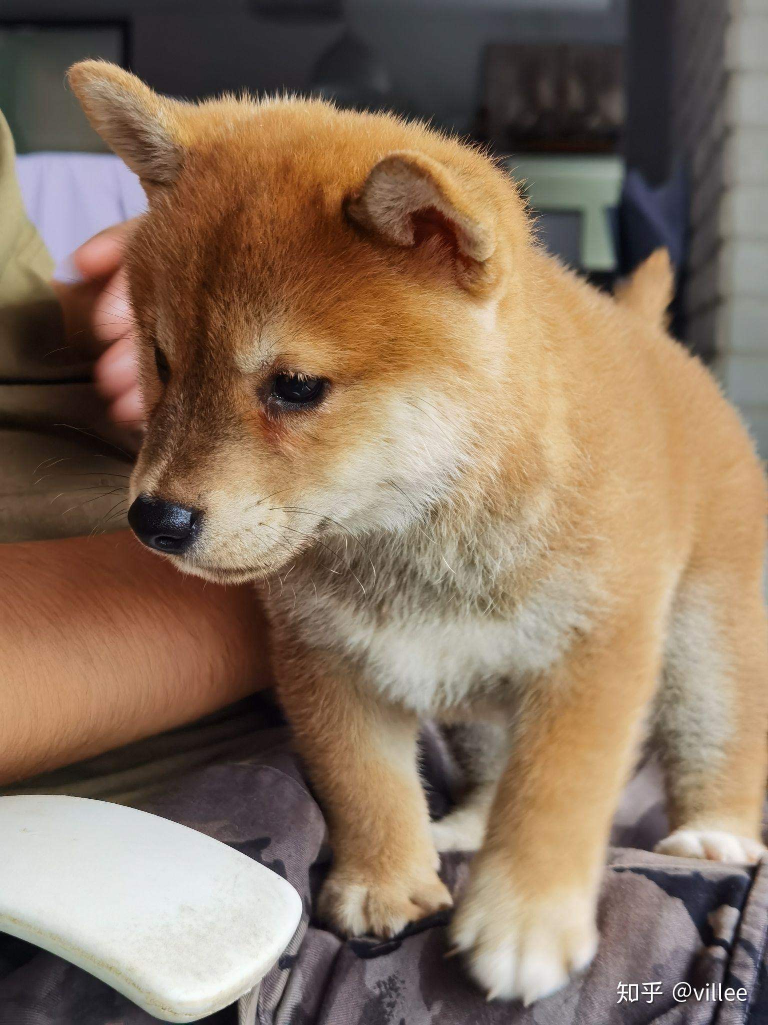 为什么柴犬降价了买的人还是不多