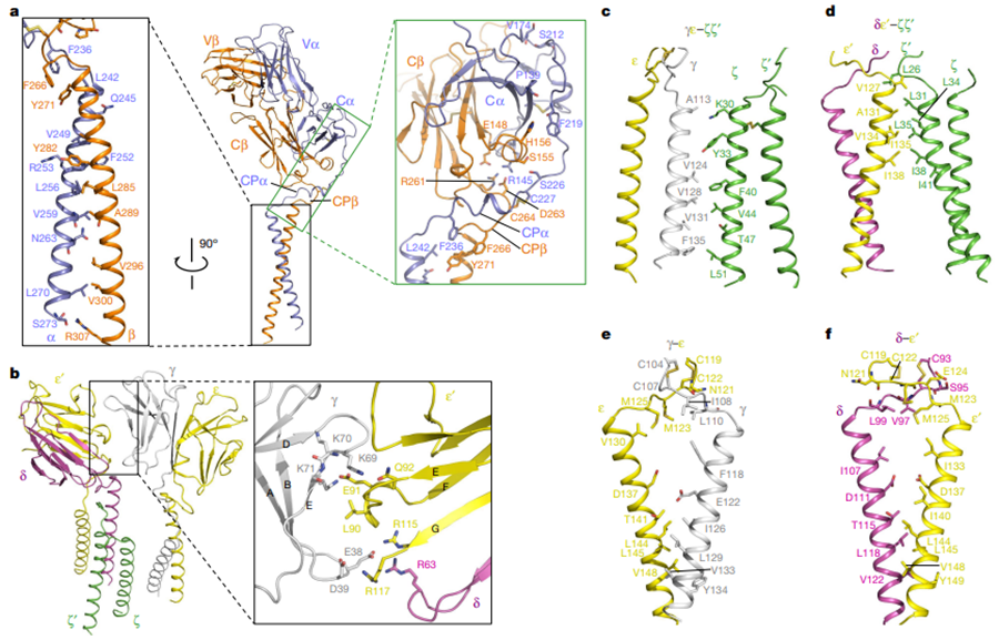 Nature (IF=48.5) ׀人TCR-CD3复合物组装的结构基础 - 知乎