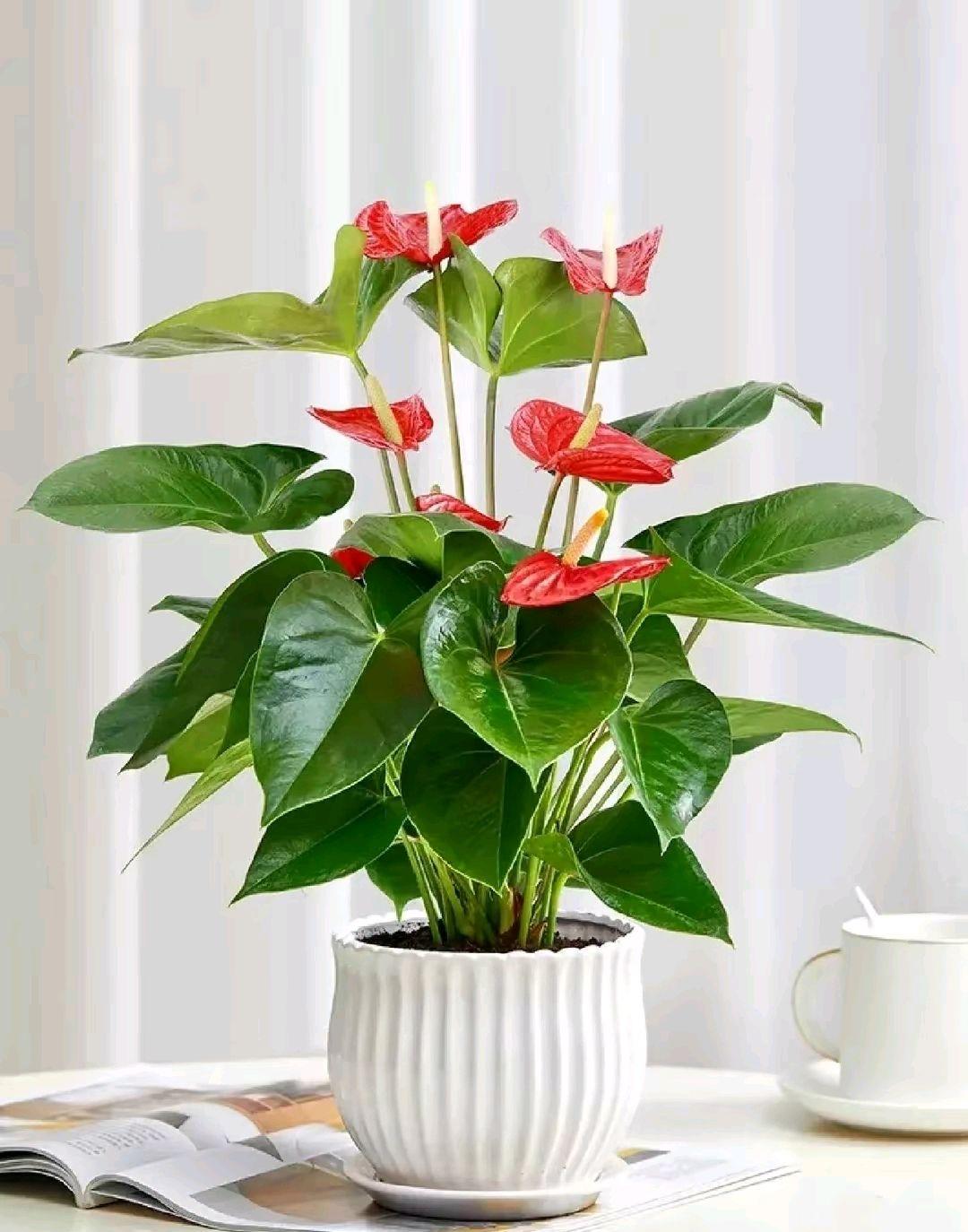 办公室会议桌该放什么绿植比较好?