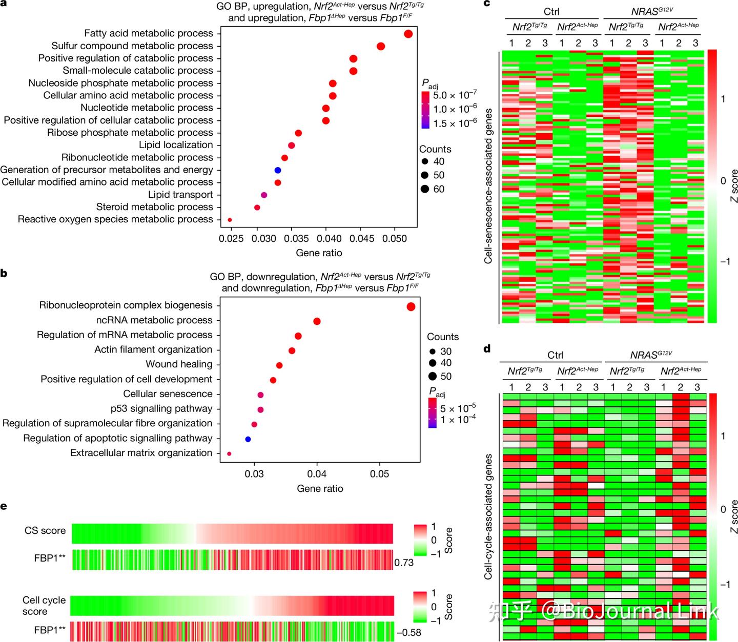 Fbp1 分子生物 | Nature | FBP1 控制肝癌从衰老的 MASH 肝细胞进化 - 知乎
