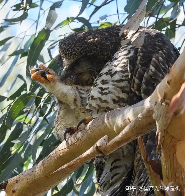 猫头鹰是猫还是鹰？白天睡大觉比猫还萌，晚上凶猛居然可捕食老鹰 - 知乎