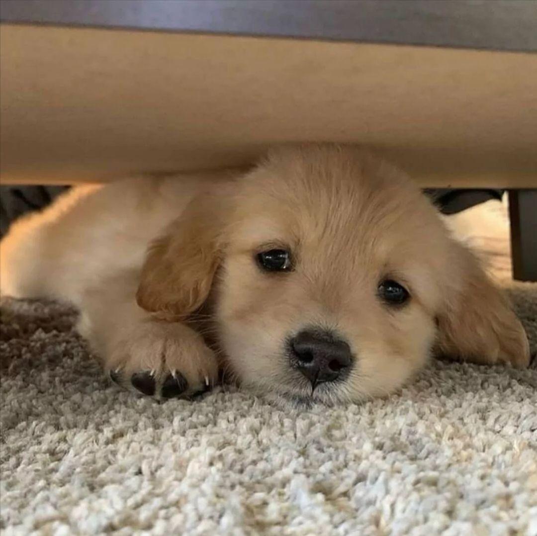 有哪些有关狗狗的微信头像? - 知乎