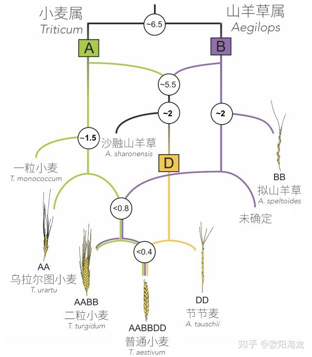 小麦的物种起源在何方? 