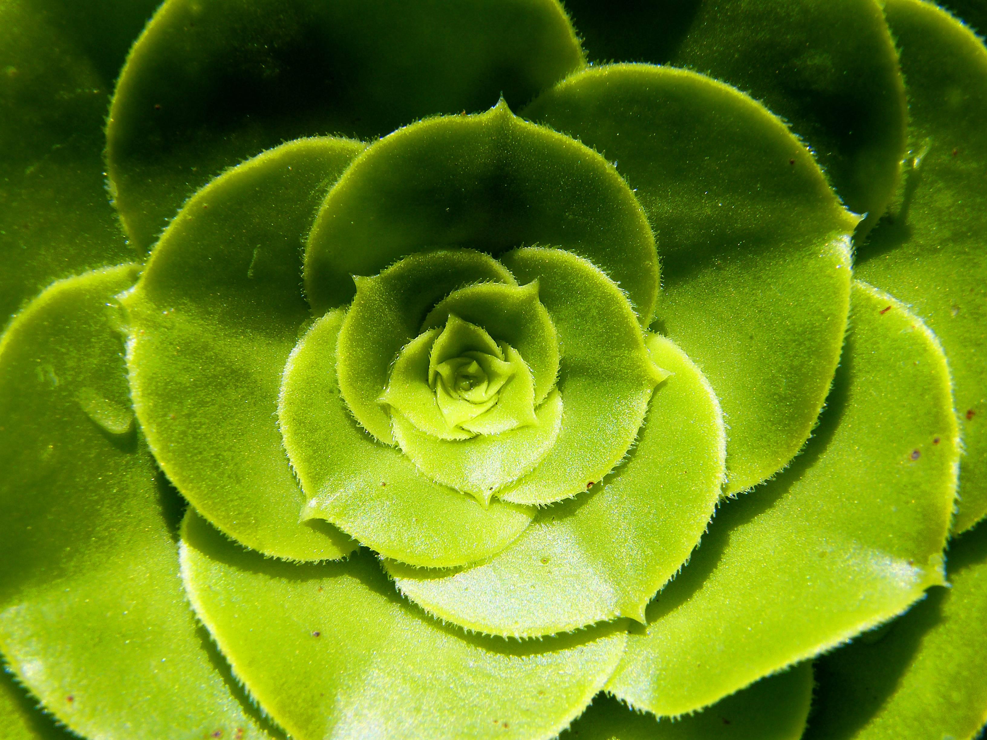 各位大神有没有超级漂亮的仙人掌的壁纸呀