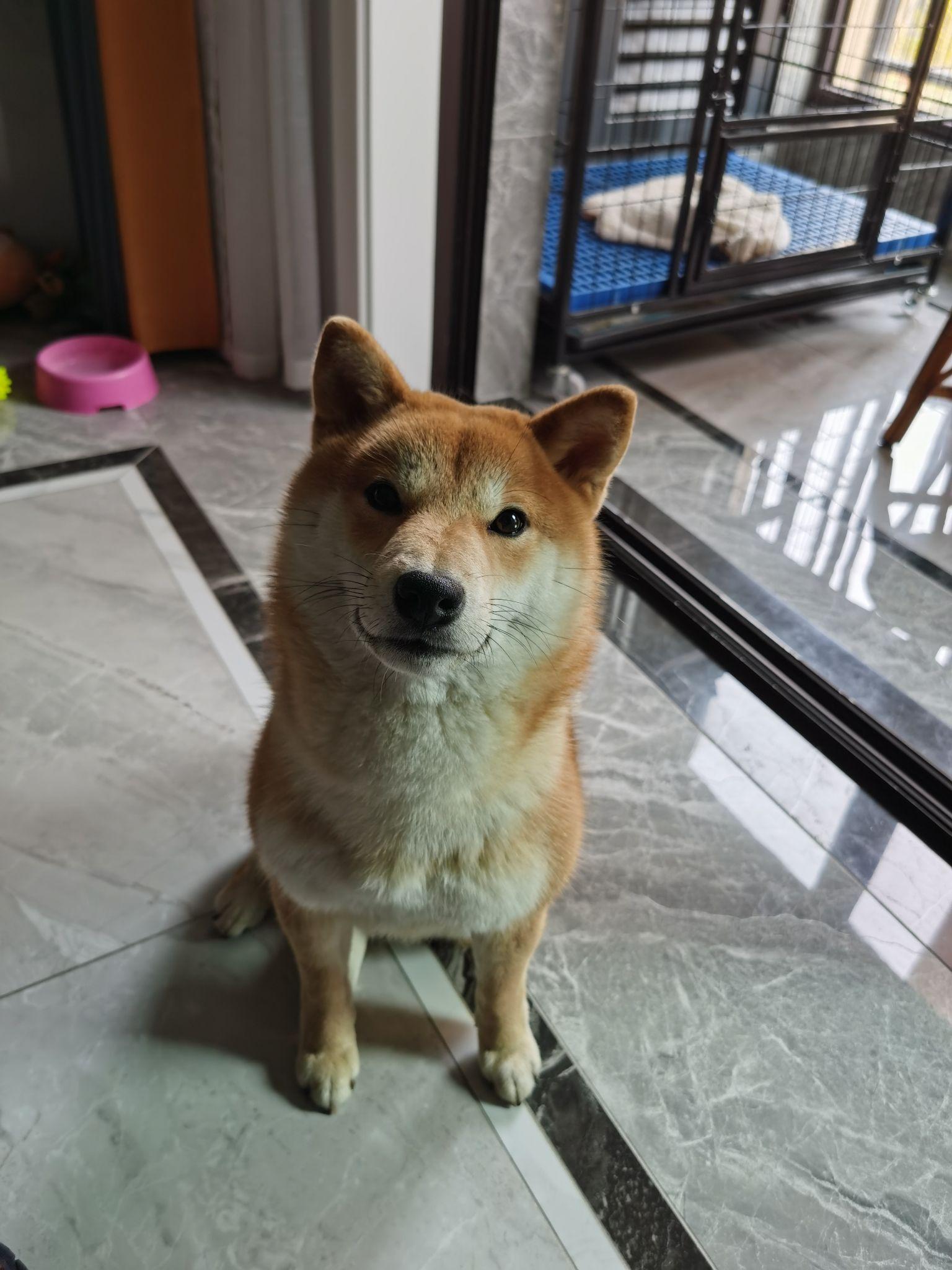 标柴三个月5斤是不是太轻了正常体重是多少