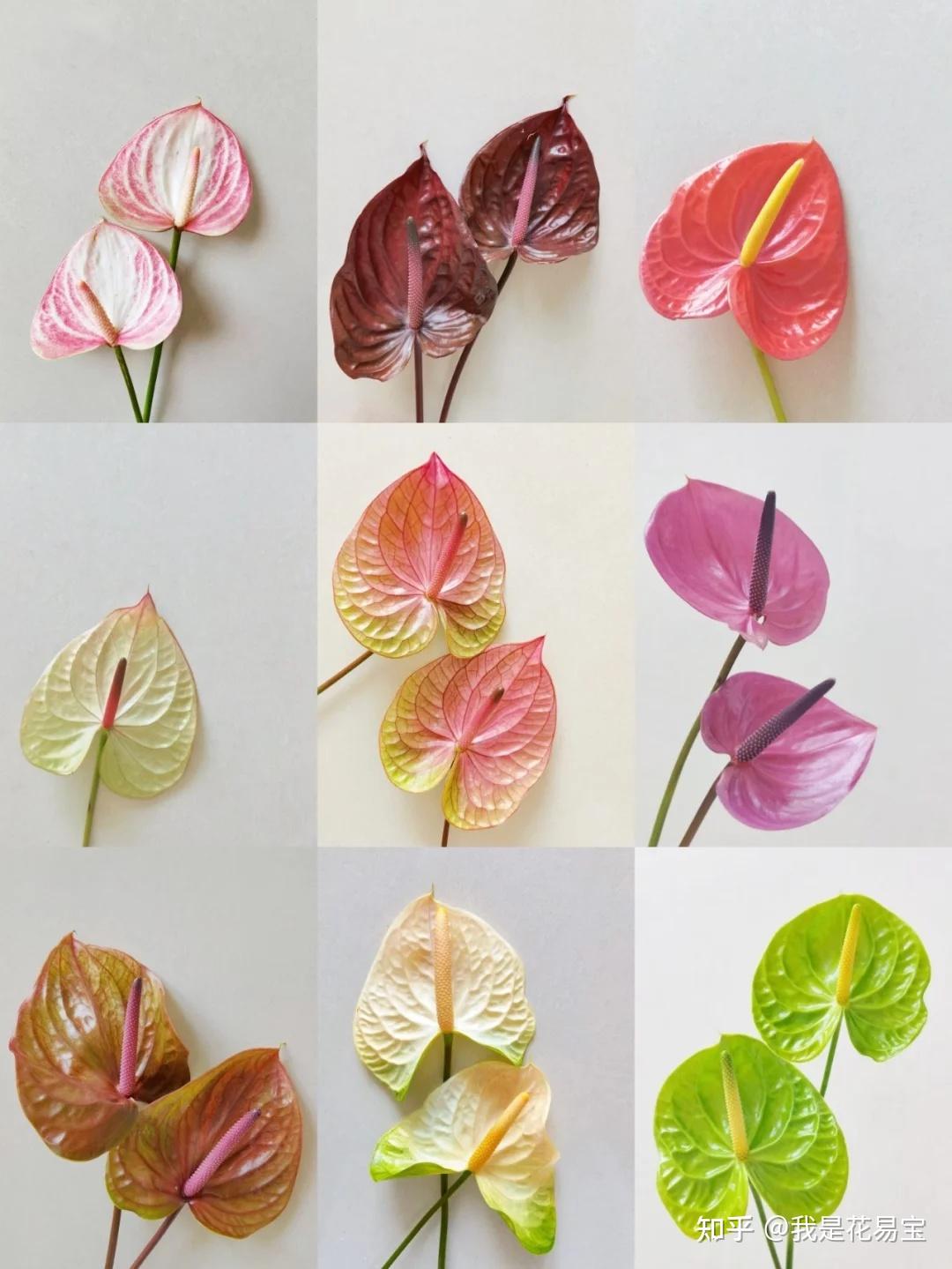 花店差异化王牌，有这个花不用担心要不上价！ - 知乎