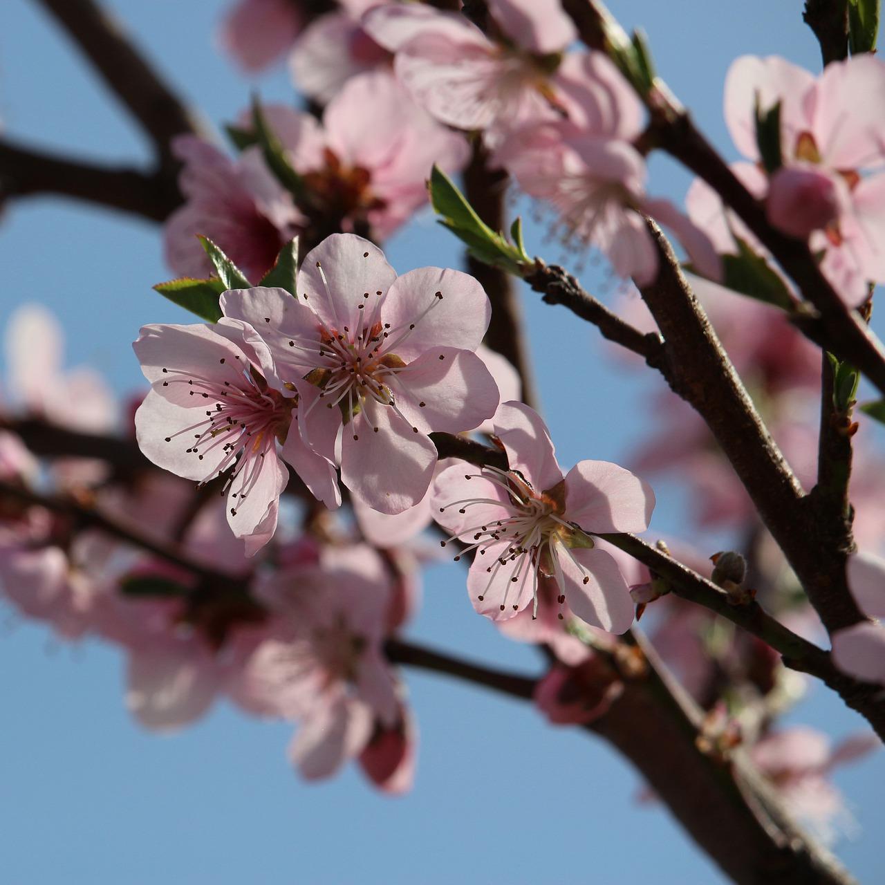 桃树嫁接红梅怎么接