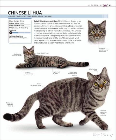 中华田园猫丨狸花猫- 知乎