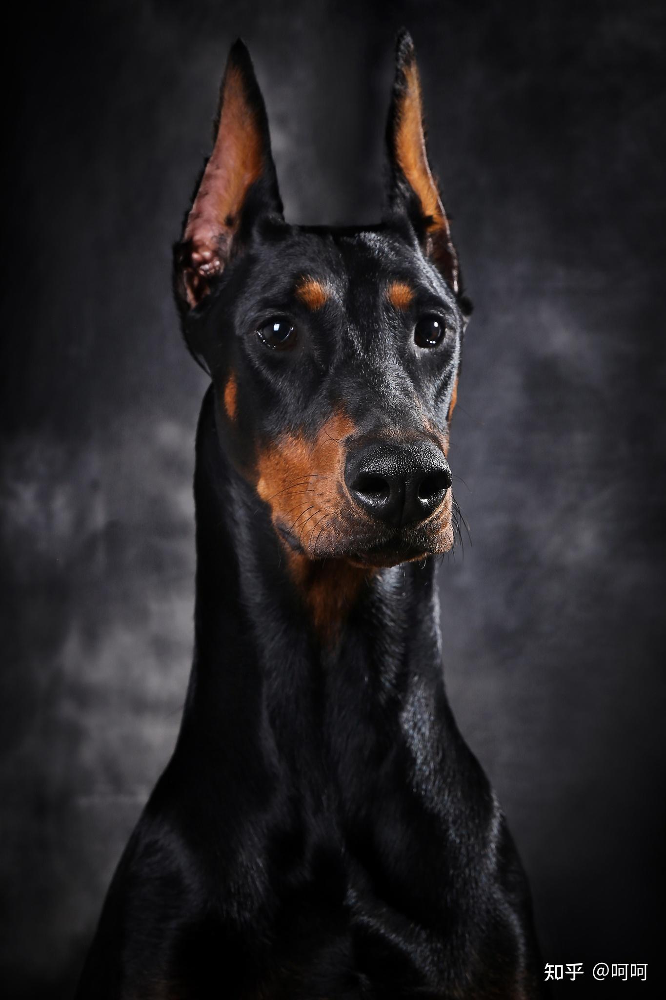 你见过最漂亮的杜宾犬是什么样子的? - 知乎