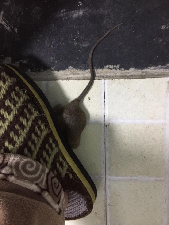 家庭灭鼠有什么好办法吗? - 知乎