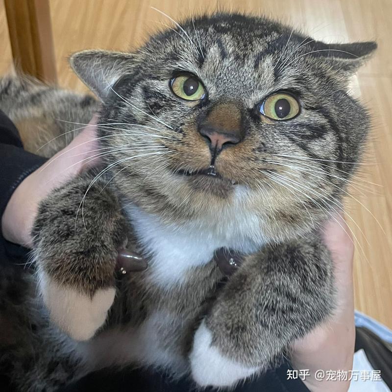 狸花猫爱吃什么猫粮？教你几个挑选窍门！ - 知乎