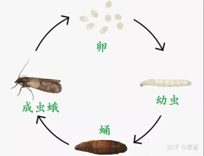 宿舍莫名其妙发现了许多白色蠕动的小虫子,怎么办,有图!急求!