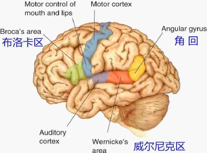 【推荐】颞叶 解剖、血供及影像 - 知乎