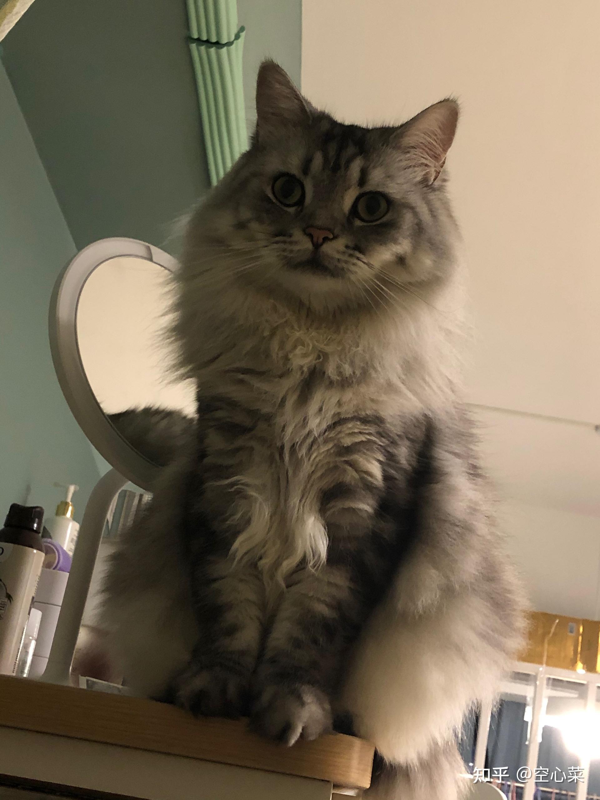 请问这只猫长大是长毛的美短吗