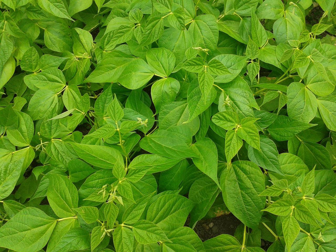 2. 百合品种选择