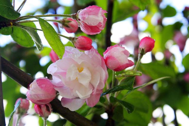 19种海棠就有19种风格 每一种都美到了极致 知乎