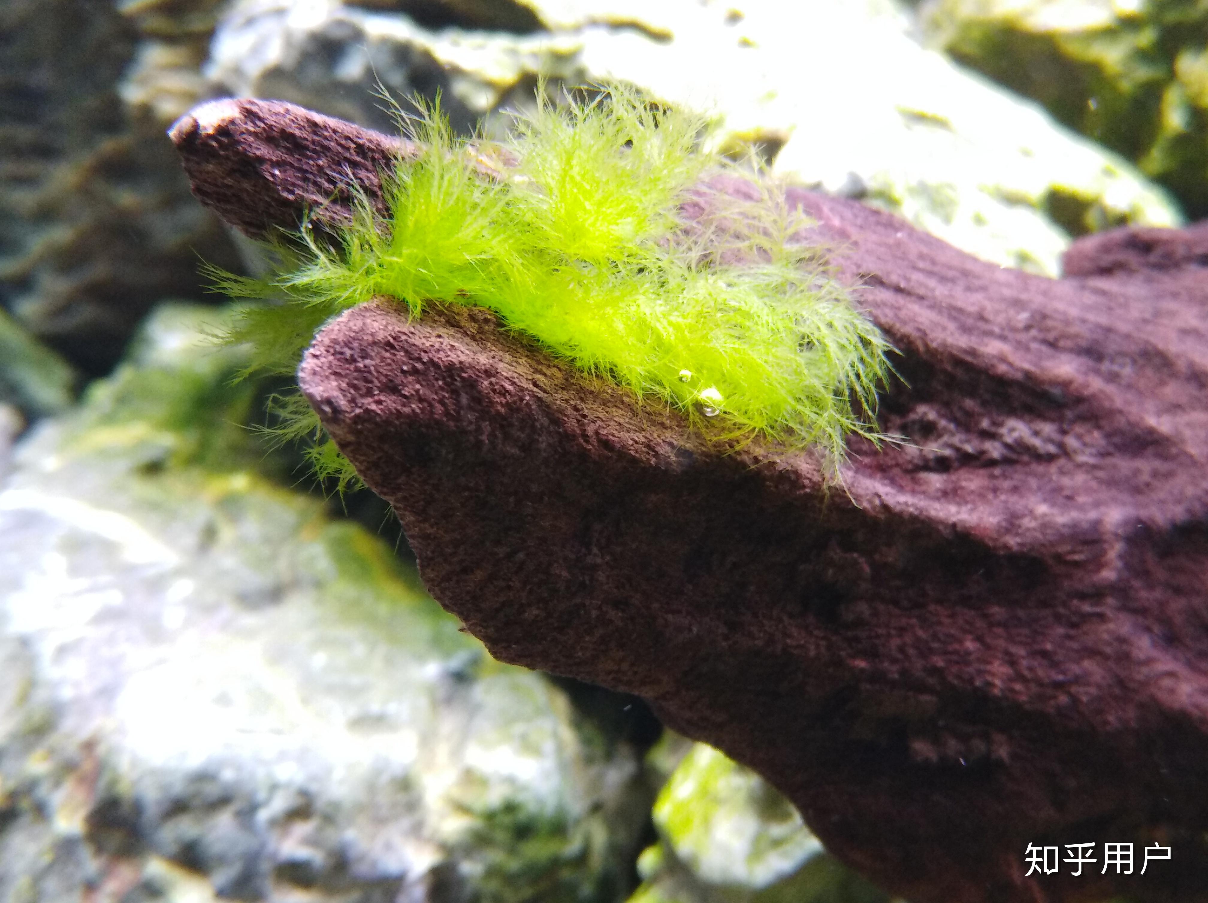 图中藻类是否为刚毛藻如果不是那麼它是什麼