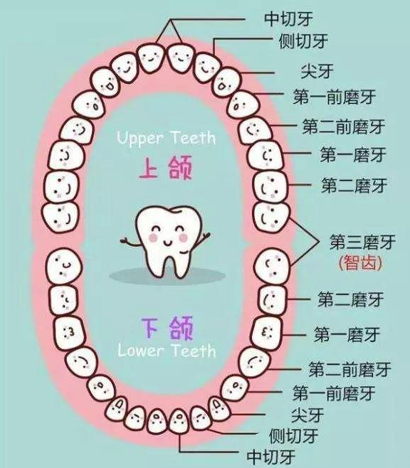 成都做牙齿正畸一定要拔牙吗,哪种类型的牙齿做矫正不用拔牙齿?